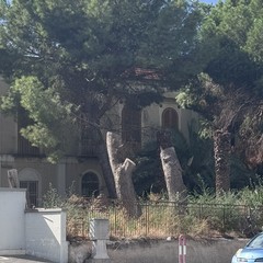 Alberi tagliati nella zona di via Respighi e Ponte Parilli
