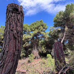 Alberi tagliati nella zona di via Respighi e Ponte Parilli