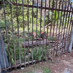 Alberi tagliati nella zona di via Respighi e Ponte Parilli