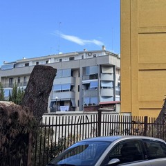 Alberi tagliati nella zona di via Respighi e Ponte Parilli