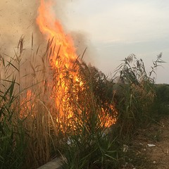 Divampano le fiamme in un canneto a Ponente, bruciano anche rifiuti