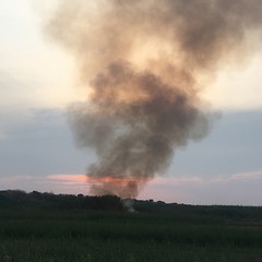 Divampano le fiamme in un canneto a Ponente, bruciano anche rifiuti