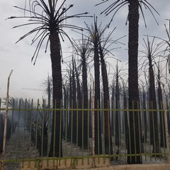 Incendio in via Vecchia Andria, panico tra i residenti
