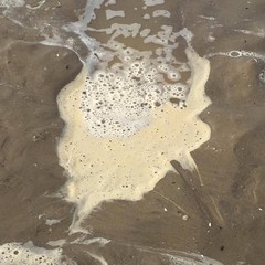 Lungomare di Barletta, spettacolo rivoltante in mare