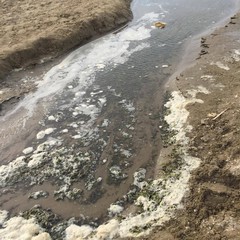 Lungomare di Barletta, spettacolo rivoltante in mare