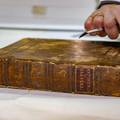 Maria Rosa Borraccino