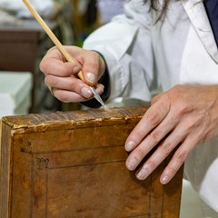 Maria Rosa Borraccino