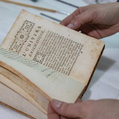 Maria Rosa Borraccino