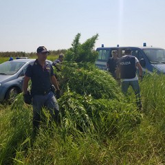 Marijuana coltivata ad Ariscianne, grossa operazione della Polizia di Barletta