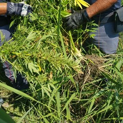 Marijuana coltivata ad Ariscianne, grossa operazione della Polizia di Barletta