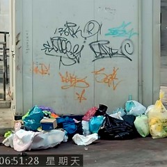 Le immagini delle fototrappole immortalano gli sporcaccioni di Barletta