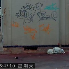 Le immagini delle fototrappole immortalano gli sporcaccioni di Barletta