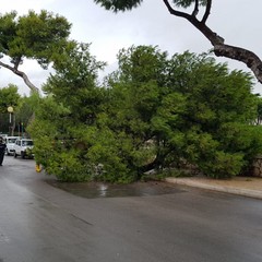 Crolla un albero sulla litoranea di Levante a Barletta