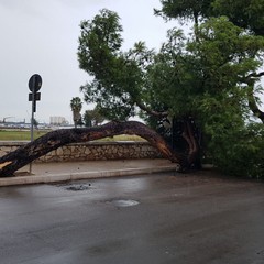 Crolla un albero sulla litoranea di Levante a Barletta