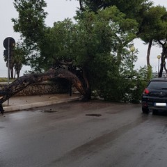 Crolla un albero sulla litoranea di Levante a Barletta