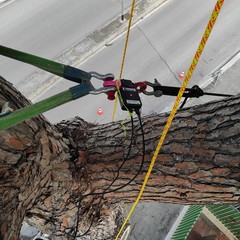 L'albero secolare a rischio abbattimento