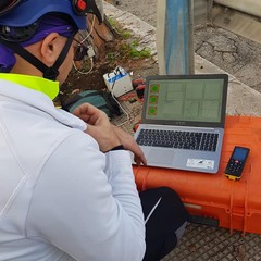 L'albero secolare a rischio abbattimento