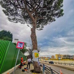 L'albero secolare a rischio abbattimento