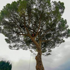 L'albero secolare a rischio abbattimento