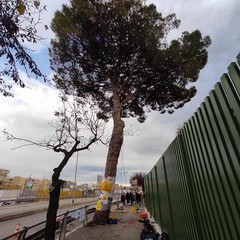 L'albero secolare a rischio abbattimento