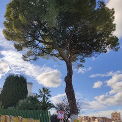 L'albero secolare a rischio abbattimento