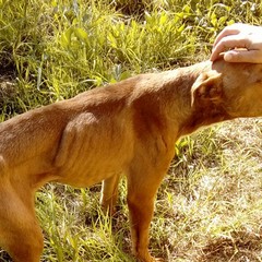 Cane in pericolo salvato sul ciglio della strada