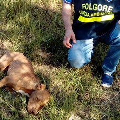 Cane in pericolo salvato sul ciglio della strada