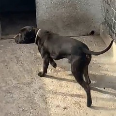 Pitbull maltrattati