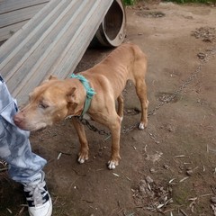 Pitbull maltrattati