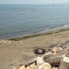 Un'altra tartaruga morta sulle coste di Barletta