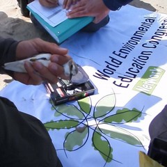 Primo inanellamento dei fratini