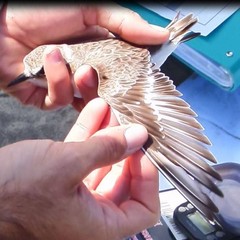 Primo inanellamento dei fratini