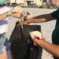 Raccolta rifiuti organizzata dai ragazzi di Barletta