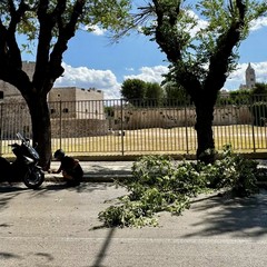 Ramo spezzato in via Cafiero