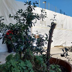 realizzazione murale Villaggio del Fanciullo