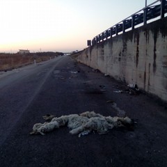 Emergenza rifiuti, la periferia di Barletta è fuori controllo