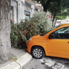 Albero caduto in piazza Conteduca