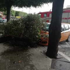 Albero caduto in piazza Conteduca