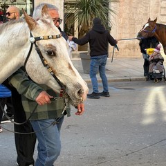solidariet a cavallo