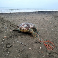 Tartaruga senza vita sulla spiaggia di Barletta