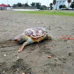 Tartaruga senza vita sulla spiaggia di Barletta