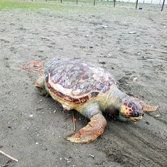 Tartaruga senza vita sulla spiaggia di Barletta