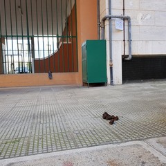 Una soluzione "originale" per le deiezioni canine: succede in via della Pace