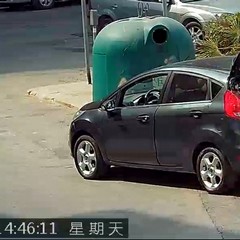 Le immagini delle fototrappole immortalano gli sporcaccioni di Barletta