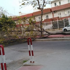 Albero caduto in via Buonarroti