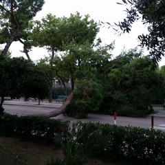 Albero caduto in piazza castello