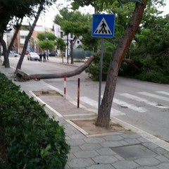 Albero caduto in piazza castello