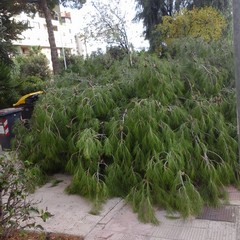 Albero caduto in via Barberini