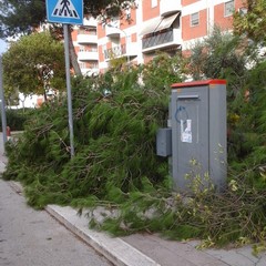 Albero caduto in via Barberini