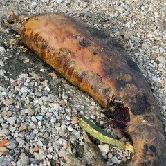 Carcassa di animale marino spiaggiata a Barletta